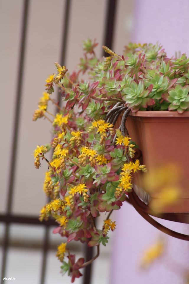 sedum palmeri